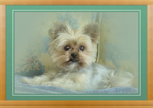 THIS IS "LUCY" ...&nbsp; CLICK TO ENLARGE!