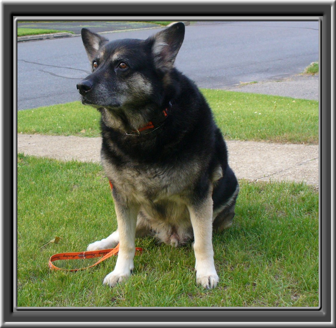 THIS IS "MACK" ...&nbsp; CLICK TO ENLARGE!