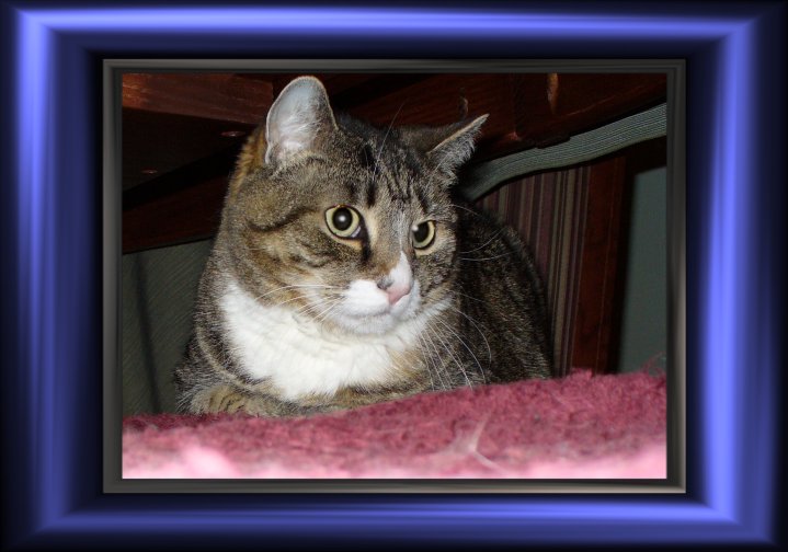 THIS IS "TABBY" ...&nbsp; CLICK TO ENLARGE!