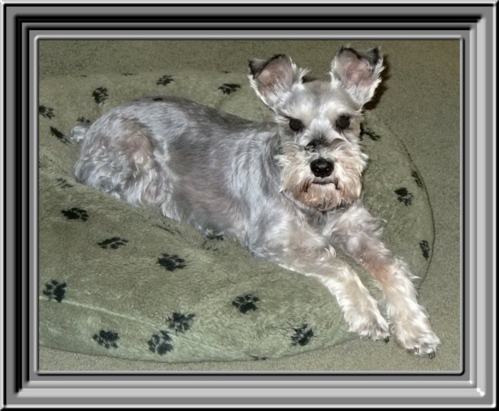 THIS IS "OZZY" ......&nbsp; CLICK TO ENLARGE!