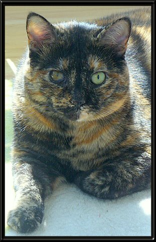 THIS IS "PATCH" ...&nbsp; CLICK TO ENLARGE!