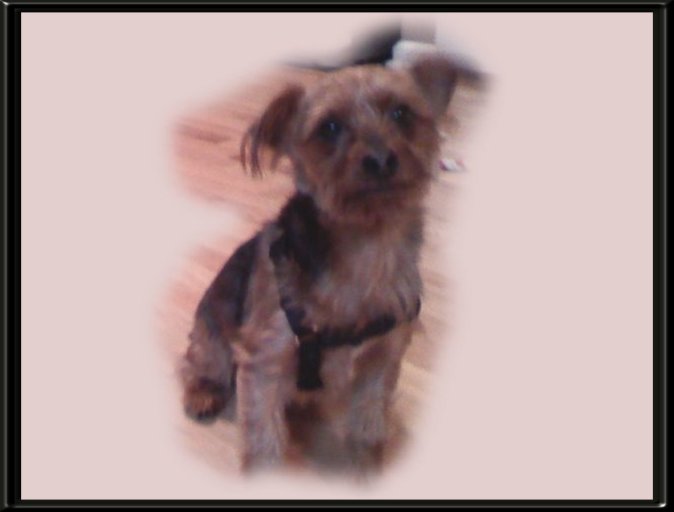 THIS IS "PETE" ...&nbsp; CLICK TO ENLARGE!
