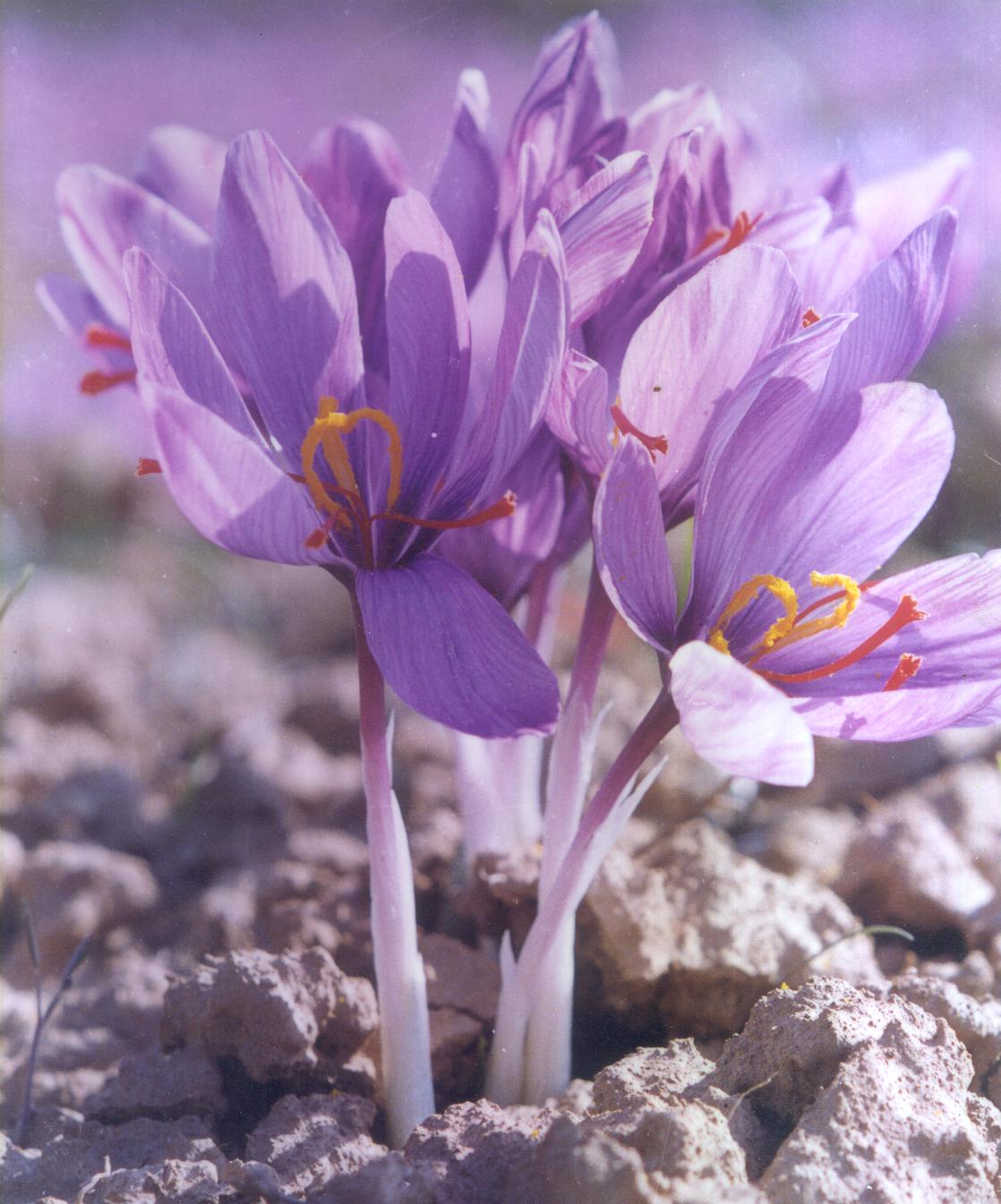 To veiw this Saffron Flower in Larg Size.