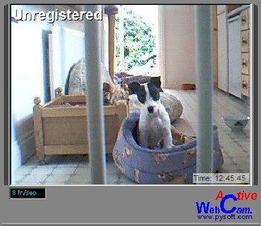 Maddy on Dogcam, 8th June 2004!