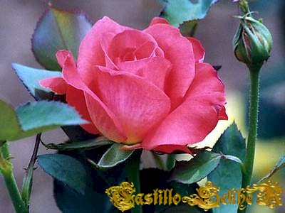 Site Castllo Sekher