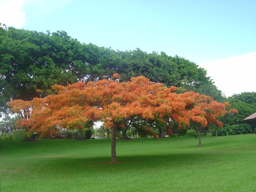 Backyard Tree