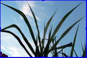 Sugar cane can be used as a biofuel.