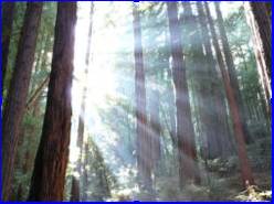 Sunlight shining through redwood trees in Muir Woods, California