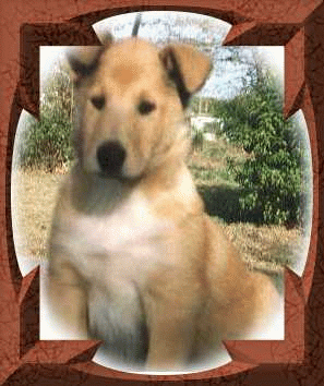 PUPS.gif - 645918 Bytes