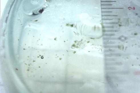 Figure 11. Germination (greening) (G) of spore culture in agar medium in petri dishes