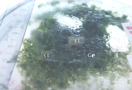 Figure 14. Pteris vittata gametophyte clumping (GP) and callus (CL)