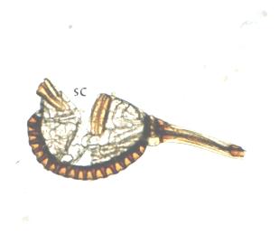 Figure 16. Pteris vittata spore capsule (SC) open to release spores