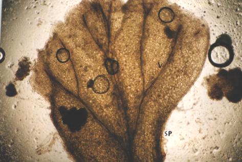 Figure 22. Portion of Pteris vittata sporophyte (SP) showing leaf including veins (V)