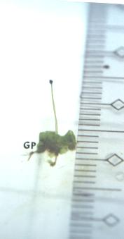 Figure 23. Pteris vittata sporophyte still attached to the gametophyte
