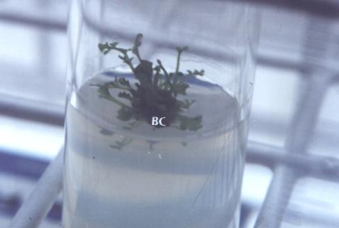 Figure 24. Pteris vittata sporophyte with root (black) clumps (BC) before root formation