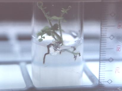 Figure 27. Nephrolepis biserrata sporophyte showing in vitro stolon (S)