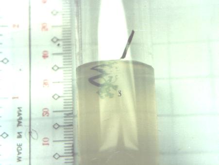 Figure 29. Nephrolepis biserrata runner tip showing emerging leafy shoot (S)