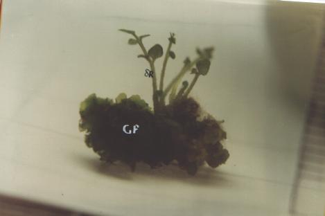Figure 32. Pteris vittata sporophyte (SP) still attached to the gametophyte (GP)
