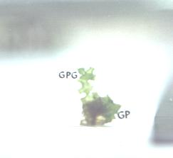 Figure 33. Pteris vittata gametophyte (GP) showing gametophytic outgrowth (GPG)