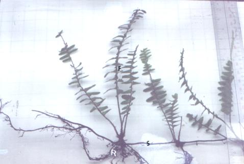Figure 4. Nephrolepis biserrata creeping stolon (S) with outgrowths, fronds (F), roots (R)
