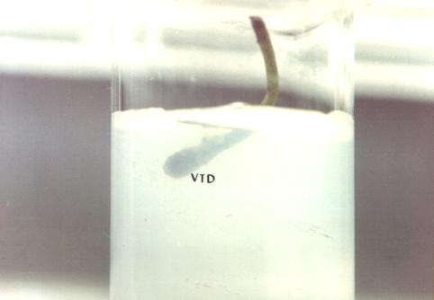 Figure 9. Nephrolepis biserrata runner embedded into agar media (vertical tip downwards) (VTD)