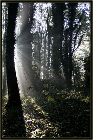 THE DAWN by Sandra Osborne