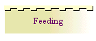 Feeding