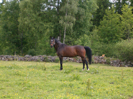 Bilden togs n�r Robin precis hade sl�ppts i sin nya hage! Aldrig har han haft en s�dan h�llning!