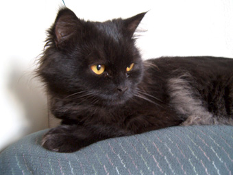 V�rldens s�taste katt!