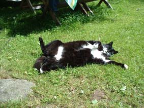 Nisse The Man! Familjen Peterssons katt....Nisse �r...bara Nisse!