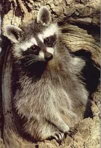 raccoon