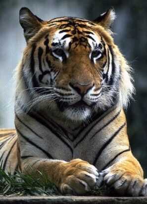 Male Bengal Tiger