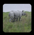 Snaps from my trip to Kaziranga National Park