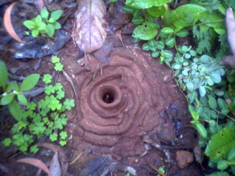 ant_colony