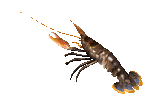Lobster