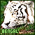 Bengal Tigers