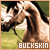 Buckskin horses