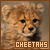 Cheetahs