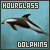 Hourglass Dolphins