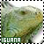 Iguanas