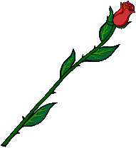 A simple Rose&nbsp; holds many meanings Love Friendship devotion Respect and Purity