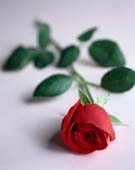 A Rose of Red Has Fallen rom the Court of Red please pick it up and let it show you to the Rennissannce Fair 