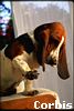 Basset Hound