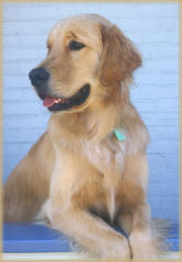 golden retriever droopy animal webpage project by st cin golden retriever droopy animal webpage project by st cin