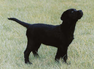Labrador Retriever