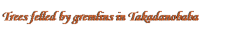Text Box: Trees felled by gremlins in Takadanobaba