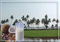 The coconut or The Indian Nut as Marco Polo described it is the dominant motif in the landscape and in its cuisine as well