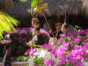 click enlarge lombok package wedding!
