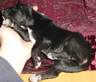 12604boyBlk2.jpg (32500 bytes)