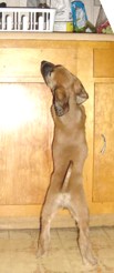 217pixstand.jpg (8900 bytes)
